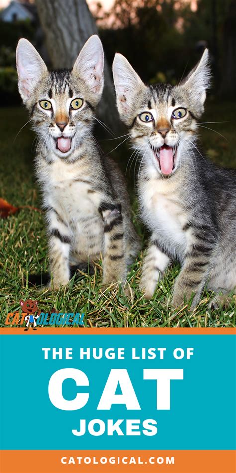 The Complete Awesome List Of The Best Funny Cat Jokes