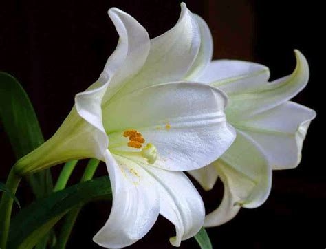 Simak lebih dari 130 nama bunga dalam bahasa inggris dan artinya di sini! Paling Keren 15+ Bunga Lili Dalam Bahasa Inggris - Gambar ...