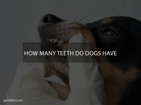 How Many Teeth Do Dogs Have 🐶 Petibble
