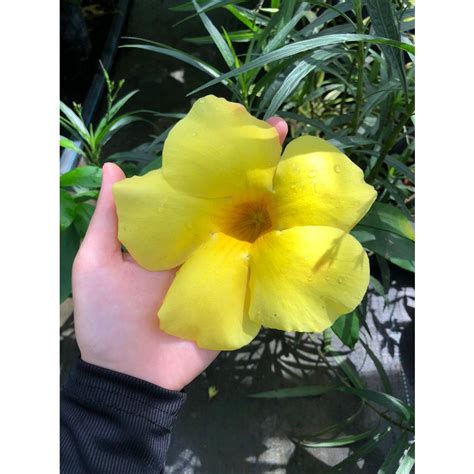MDC Alamanda Kuning Bunga Besar Allamanda Plant Big Flower Yellow
