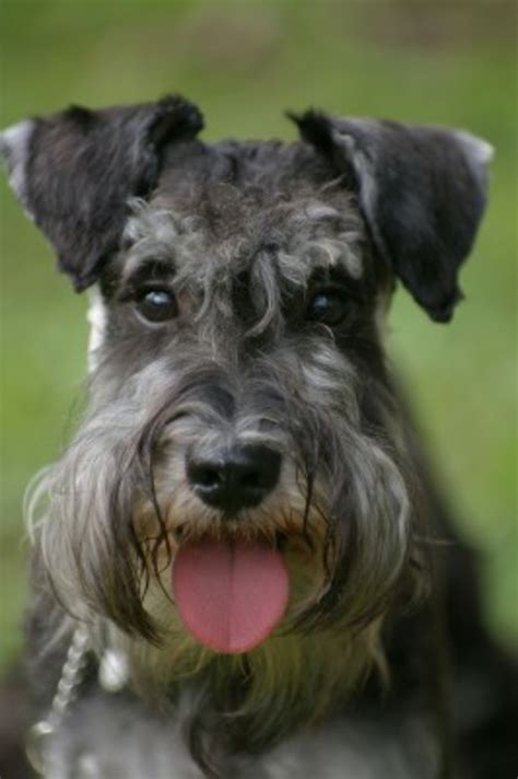The Three Varieties Of The Schnauzer Dog Breed Pethelpful