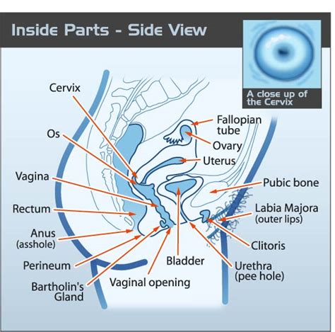 Female Private Parts Diagram The Human Vagina And Other My XXX Hot Girl