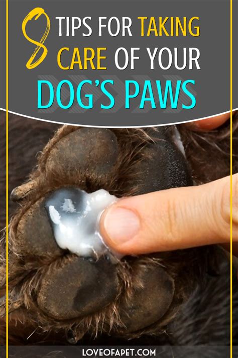 How To Care For Your Dogs Paws 8 Tips Love Of A Pet Cracked Dog