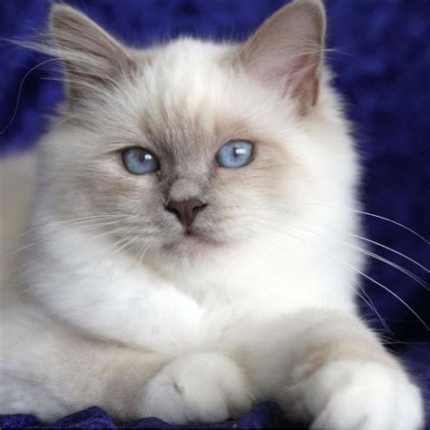 The breeding effort of the colourpoint shorthair was to. Beautiful lilac point Birman | Birman cat, Cats and ...