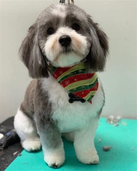 11 Havanese Haircuts That Would Make Your Pup A Star The Goody Pet