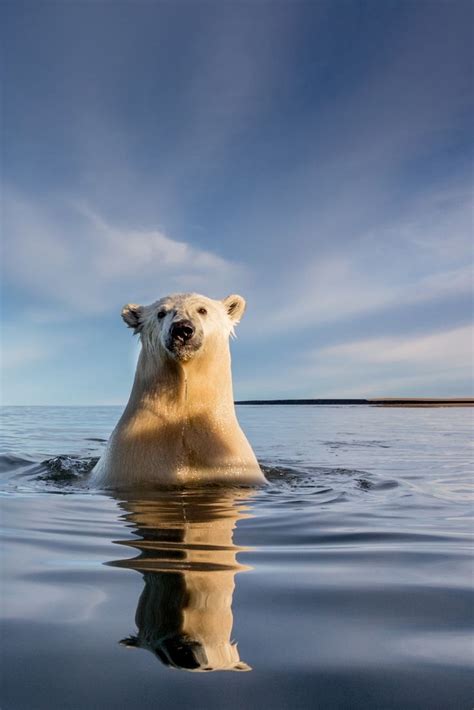 231 Best Images About Polar Bears On Pinterest Mothers Baby Polar