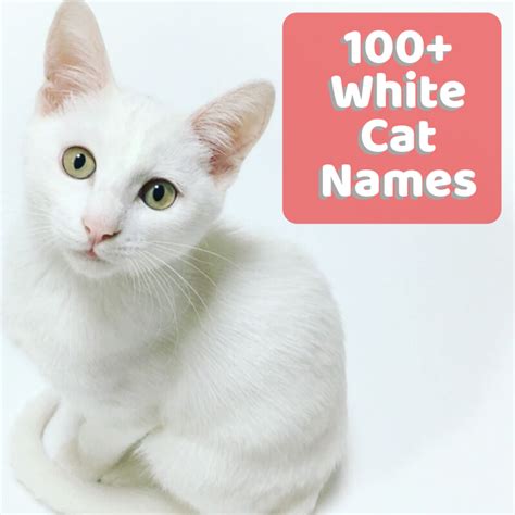 60 Hq Pictures Unique Cat Pair Names 206 Super Cute Names For Pairs