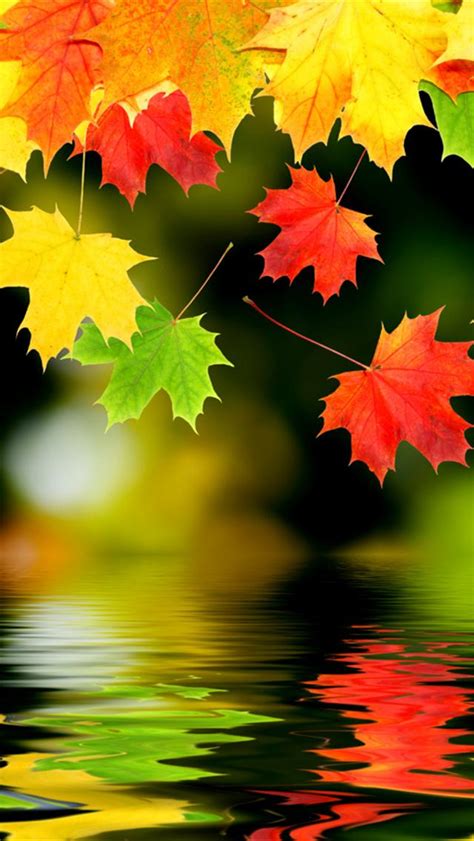 🔥 Free Download Autumn Leaves Backgrounds For Iphone 640x1136 Hd Iphone