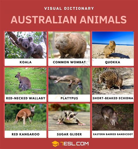 Australian Animals List Of Cute Australian Animals With Pictures 7esl