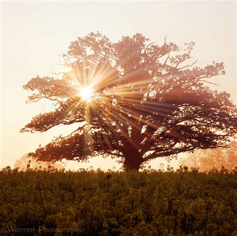 Oak Tree With Sunbeams Photo Wp04110