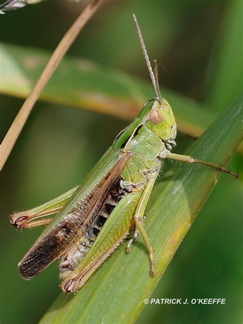 Raw Birds Common Green Grasshopper Omocestus Viridulus Lullymore