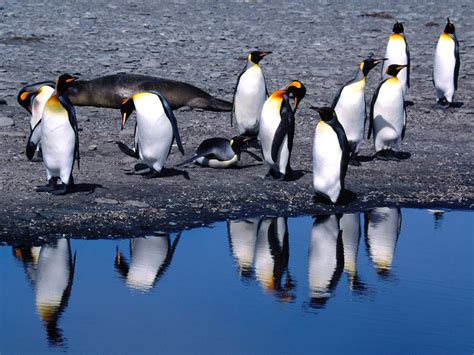 Wallpapers King Penguins Wallpapers