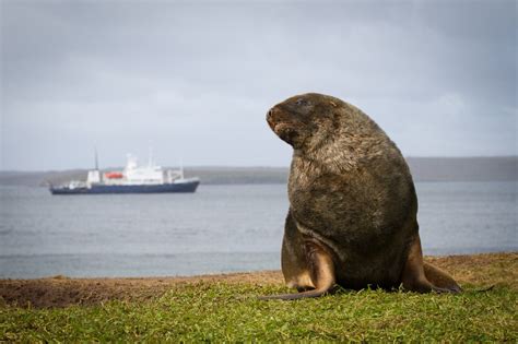 Antarctica Tours From New Zealand Heritage Expeditions