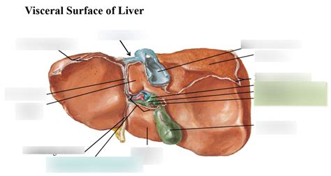 Visceral Surface Of Liver Diagram Quizlet