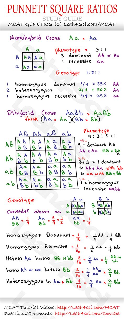 What a punnett square does is that it tells you, given the genotypes of the parents, what alleles are likely to be expressed in the offspring. Punnet Square Ratios study guide to MCAT Genetics