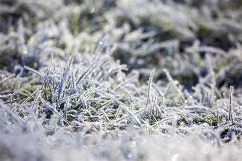 Winter Grass Free Stock Photo Public Domain Pictures