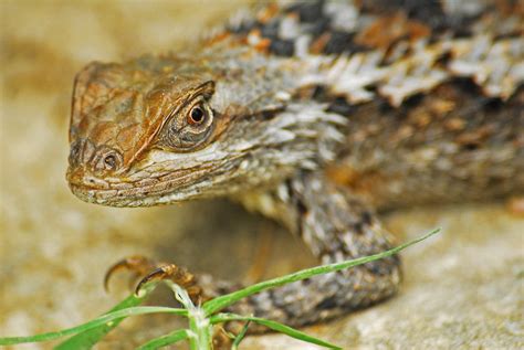 Texas Spiny Lizard Randall Chancellor Flickr