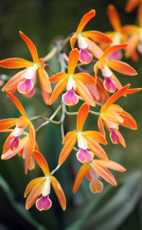 Orange Orchid By Casper On Deviantart Orange Orchid Unusual