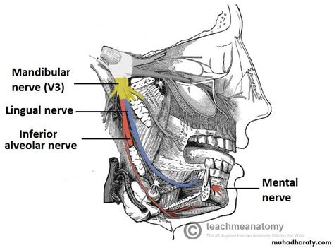 Mandibular Nerve Pptx Muhadharaty