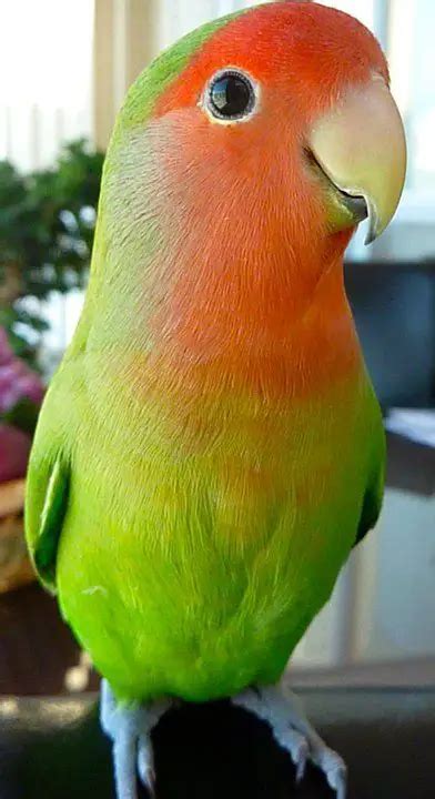The 10 Best Pet Birds To Keep At Home Birds Coo