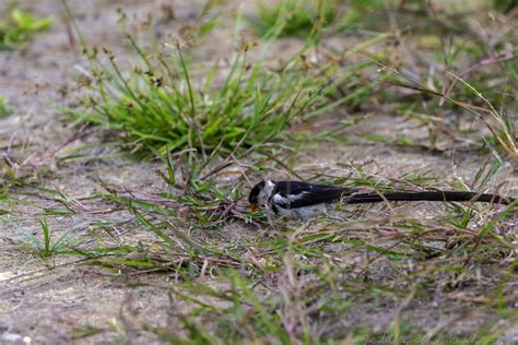 The lost history why was black history stolen africason. 20180804-0I7A5555 | Pin-tailed Whydah The pin-tailed whydah … | Flickr