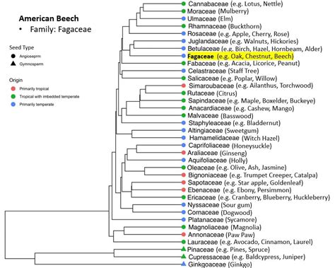 Phylogeny Of The American Beech Washington University Arboretum