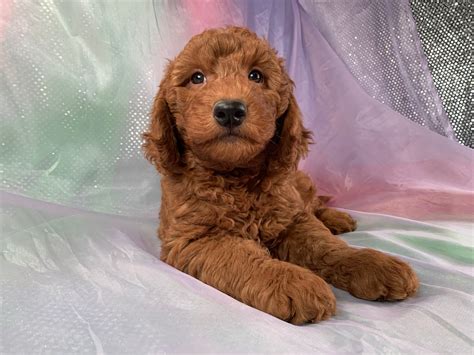 Dark Red Mini Goldendoodle Puppy For Sale Iowas Top Dog Breeder 1800