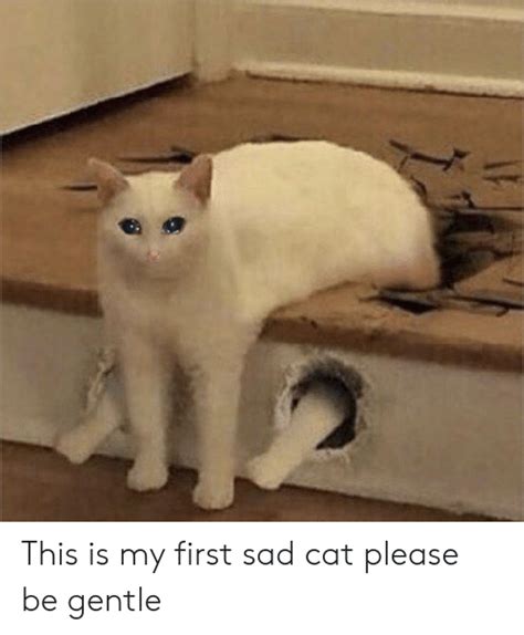 Crying Cat Meme Please
