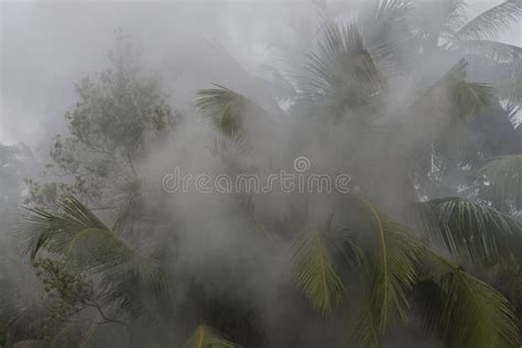 Fire In The Rainforest Forest In The Smoke Smoke Poured In The Stock