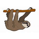 Sloth Sloths Tree Tails Hanging Slow Moving
