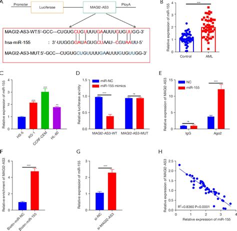 the knockdown of magi2 as3 inhibits drug resistance in acute myeloid leukemia by up regulating