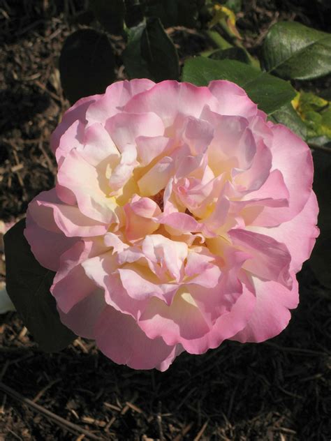 Rosa Peace Madame A Meilland Ht Rose Peace Rhs Gardening