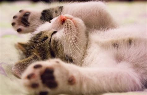 10 Reasons Why People Like Cats More Than Dogs — Evolve Pet Food