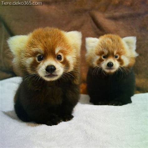 Erstaunlich Niedliche Bilder Eines Neugeborenes Pandas Süße Tiere