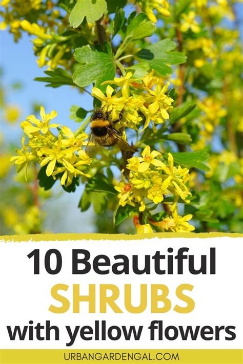 Would love to know what. Yellow flowering shrubs are great for brightening up the ...