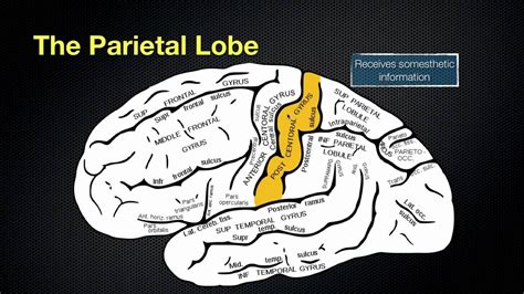 066 The Anatomy And Function Of The Parietal Lobe Note Wernickes Is