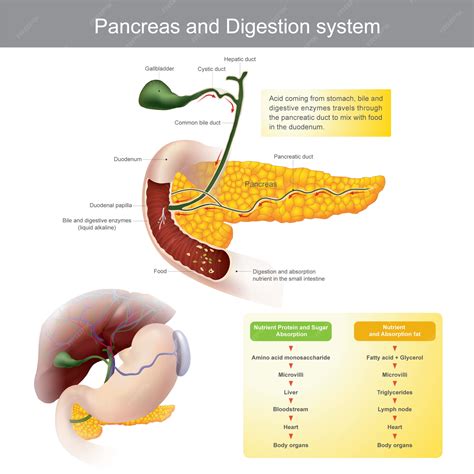Premium Vector Pancreas And Digestive System The Digestive Enzymes