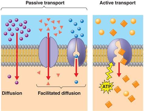 Passive Vs Active Transport Transporte Passivo Membrana Celular Ap