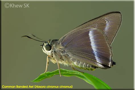 Butterflies Of Singapore Life History Of The Common Banded Awl