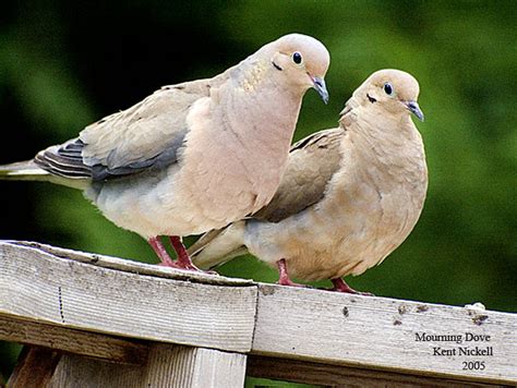 Mourning Dove Zenaida Macroura Mourning Dove Pair Male Flickr