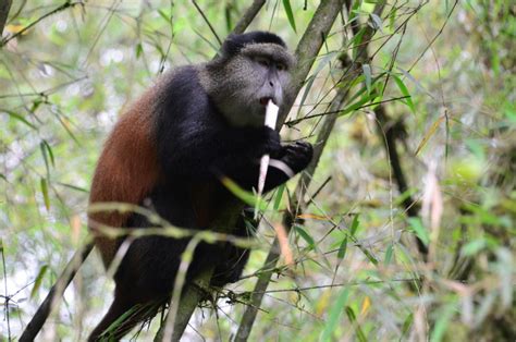 Identifying Individual Golden Monkeys In Gorilla Habitat Dian Fossey