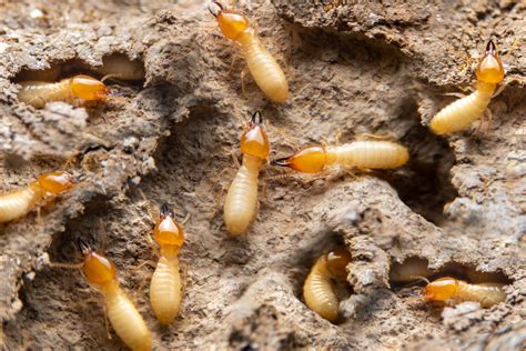 Pest Library Termites