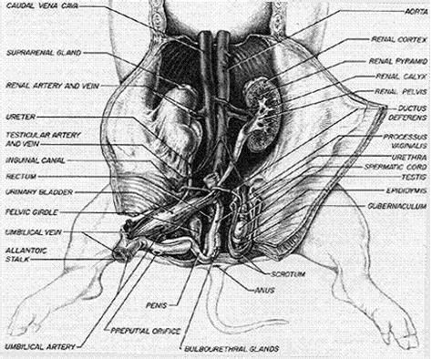Endocrine Anatomy