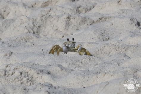 Shepard oversees ten miles of sandy shoreline. 4th of July in Gulf Shores - A Camera and A Cookbook