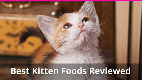Best Kitten Food For Healthy Baby Cats Catological