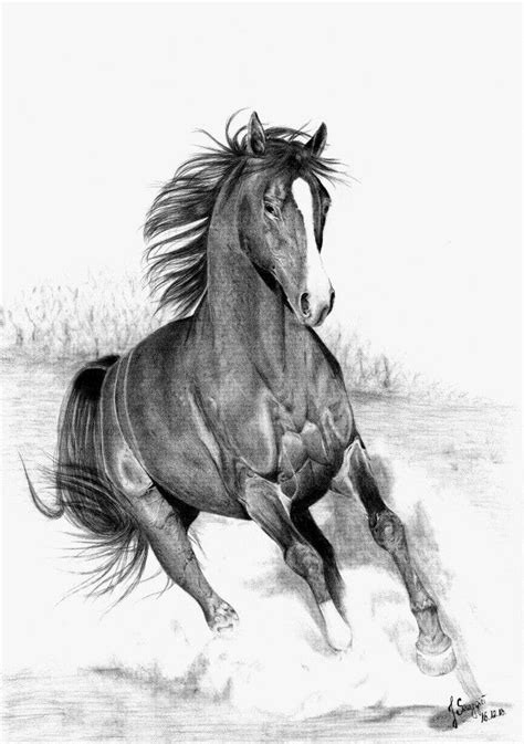 running horse  sthmore  deviantart horse drawings horse sketch horses