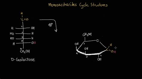 13 Glucose And Galactose Ring Structure Structureofgalactose2