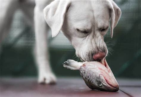 Can Dogs Eat Fresh Fish