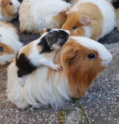 Newborn Guinea Pigs Are Precocial Meaning That They Are 46 Off