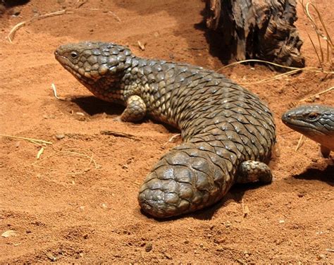 Shingleback Skink Facts And Pictures Reptile Fact